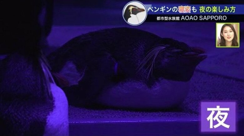 “都市型水族館”の魅力…夜間営業でペンギンの寝姿をのぞき見　お酒を片手に楽しむことも｜FNNプライムオンライン