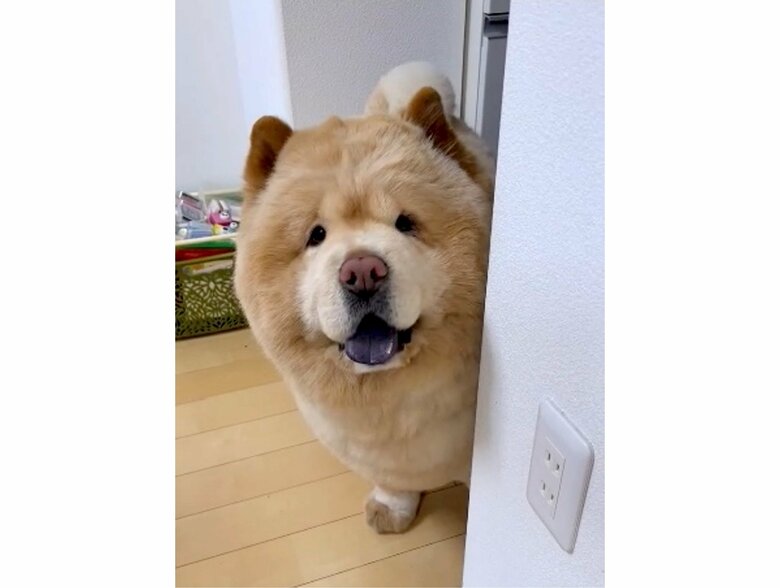 提供:くり蔵チャウチャウさん