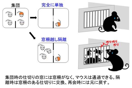 (出典:理化学研究所)