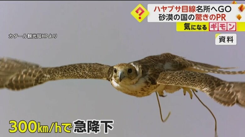 「世界最速の猛禽類」と呼ばれるハヤブサ。時速300kmで急降下して獲物を襲う