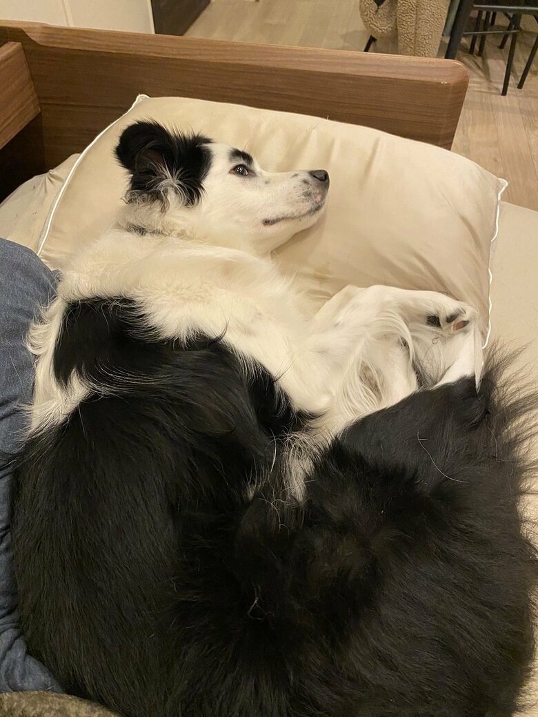 枕を人間のように使っている