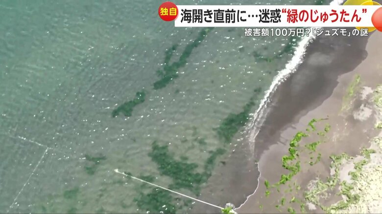 ドローンで撮影すると海中にも大量の藻が