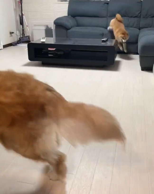 追いかける〜（提供：うにandおからさん）