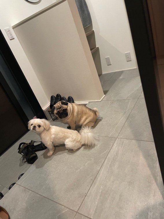 飼い主の帰りを待っているよ（提供：よこむすびさん）