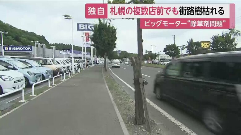 奥の木と比べると、手前の木は明らかに弱っている