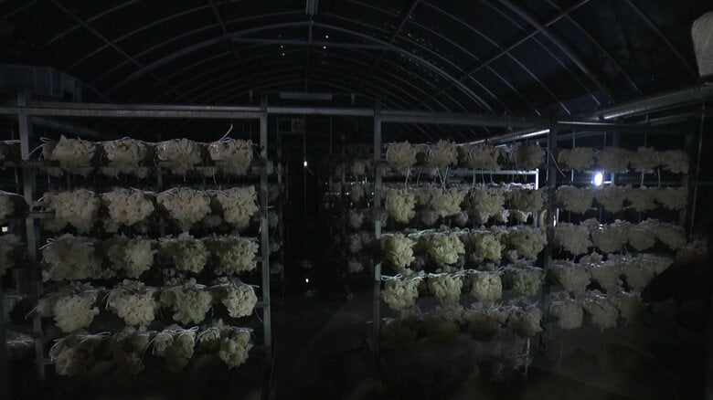 白いキクラゲの栽培用ハウスの中は真っ暗