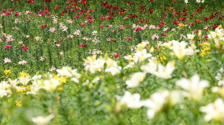 開花を喜ぶかのようにチョウが花の上を舞う