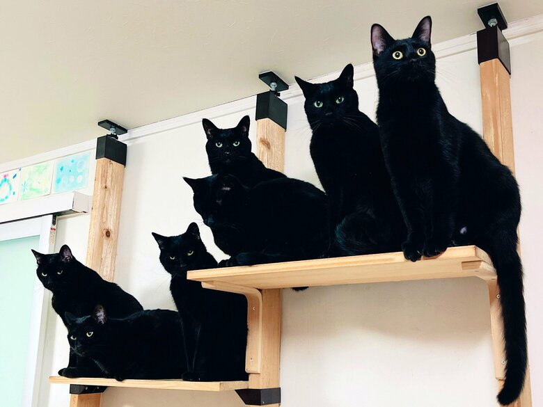 提供：猫野四季＊さん