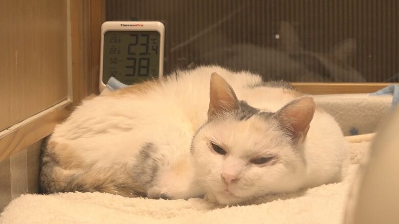 動物愛護センターの猫