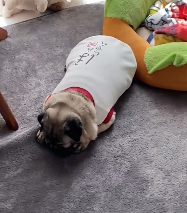 提供：ボンさん