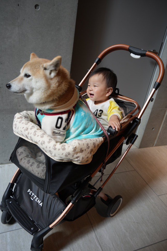 提供：飼い主さん（＠shibainu.berry）