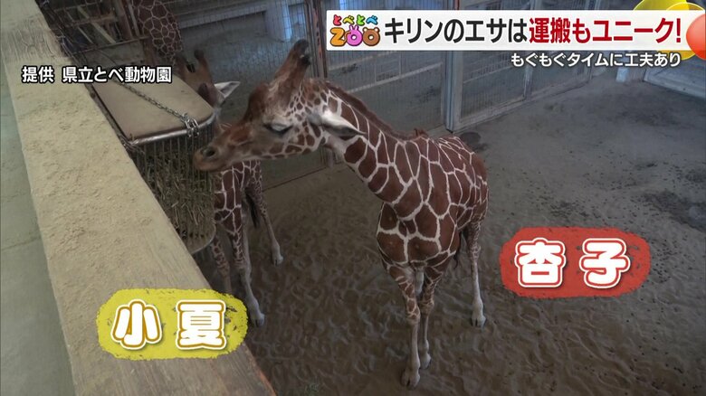 キリンの小夏と杏子が『もぐもぐ』