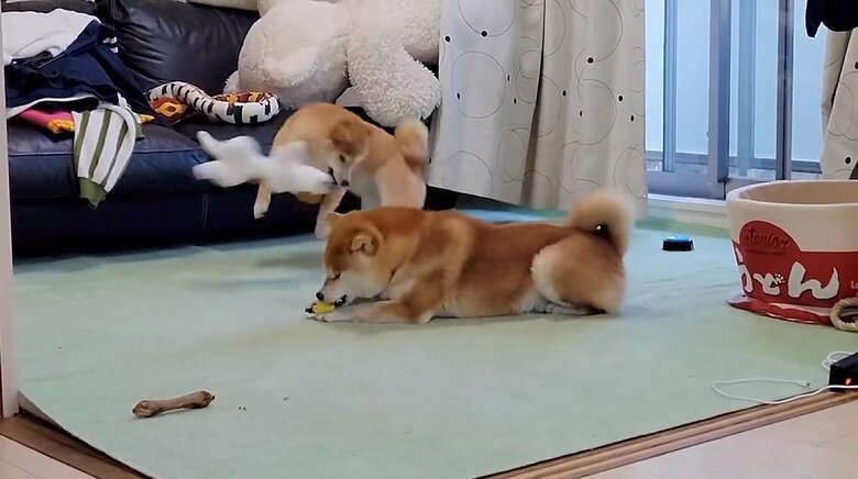 「ひゃっほーい！」とわらびちゃんは楽しそうだ