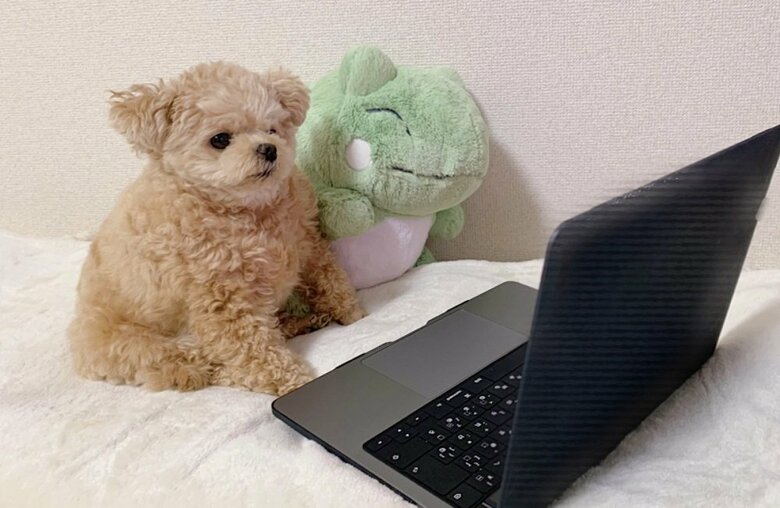 パソコンを見ている