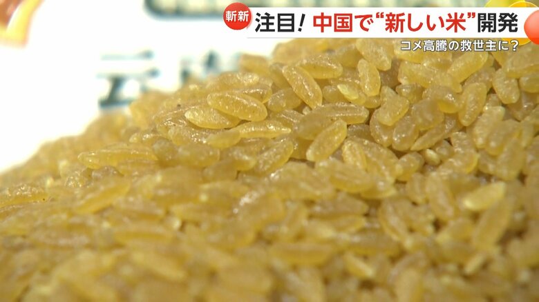 黄色っぽい色をした中国で開発された新しいお米