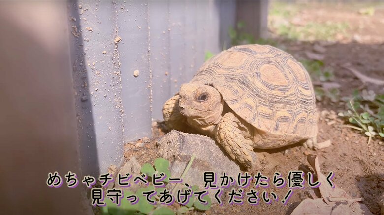 小さなカメには優しくしてほしいという