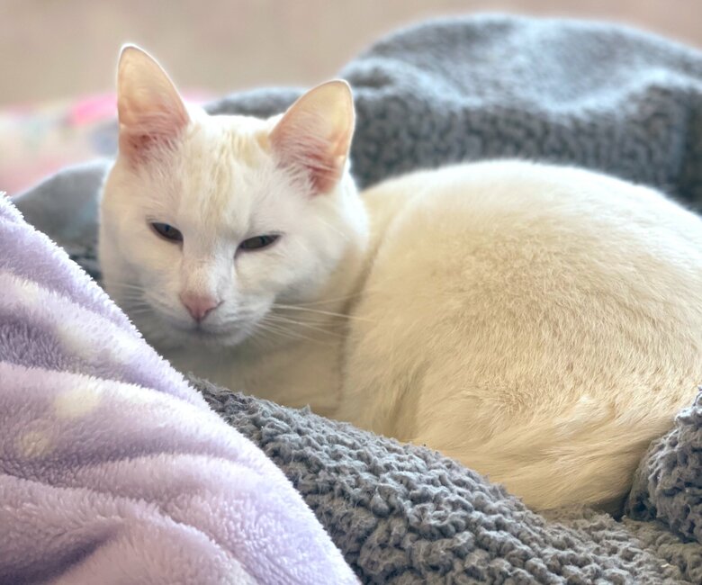 提供：絵子猫さん