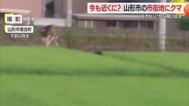 道路を走行する自転車のすぐそばに黒いクマの姿が