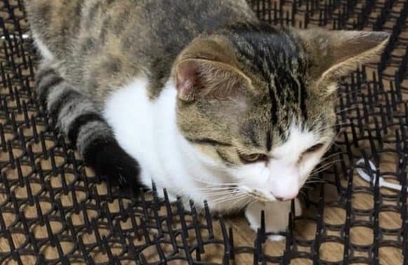 どう見ても刺さっている…