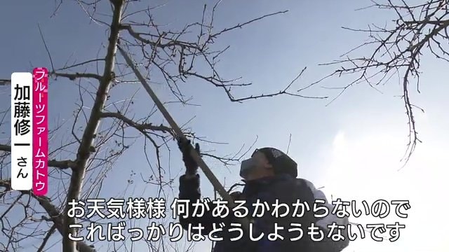 果樹栽培は天気次第