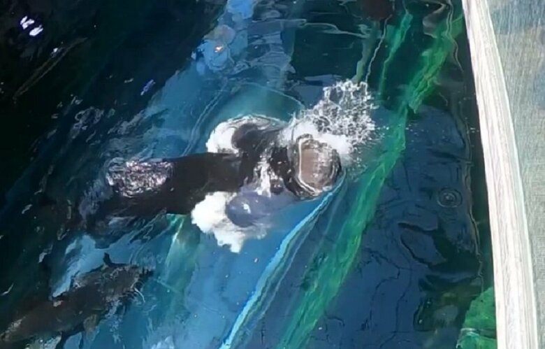 口がガバッと開く（提供：栃木県なかがわ水遊園）