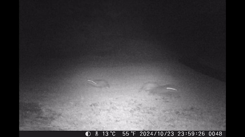 カメラに気付き一目散に逃げ出したイノシシ