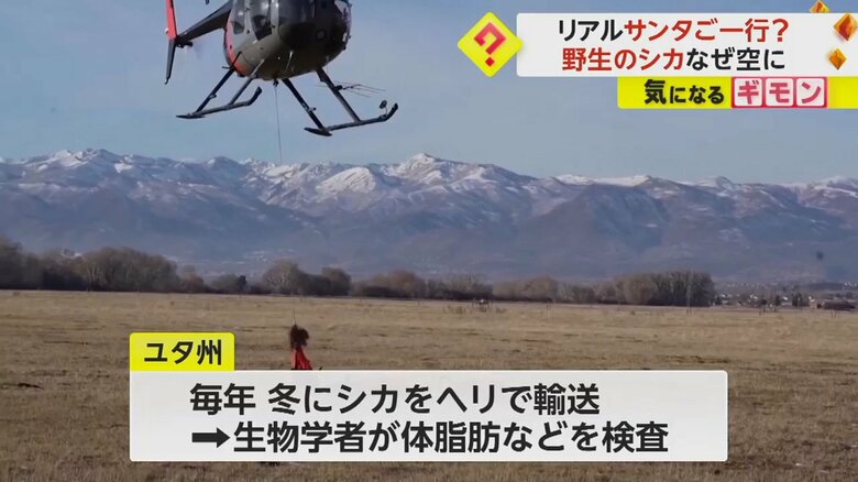 ユタ州では、毎年冬にシカをヘリで輸送し生物学者が検査をしている