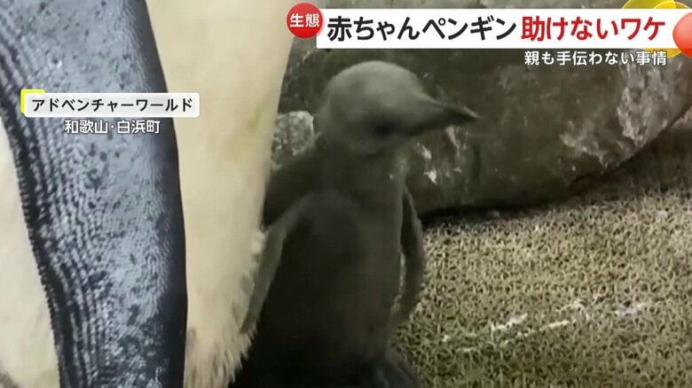 頭を触ろうと苦戦する赤ちゃんペンギン（提供：アドベンチャーワールド）