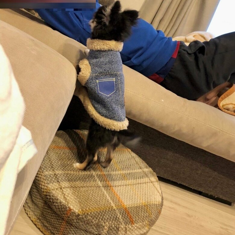 息子さんが気になる小さい頃のごまじろーくん（提供：チワワのごまじろーさん）