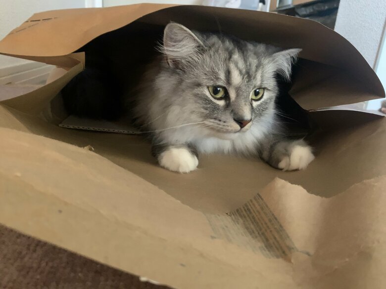 狭いところに入るのが好き
