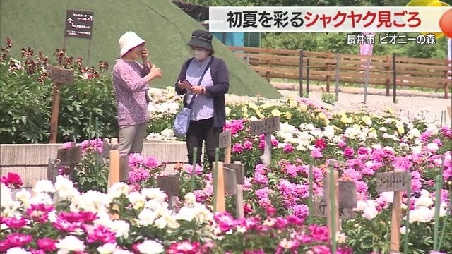 訪れた人は写真を撮りながらシャクヤクを楽しんでいた