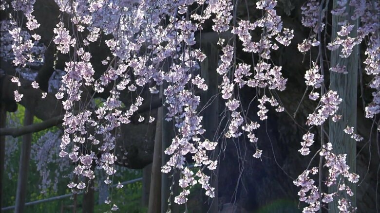 見る人を魅了する佇まい