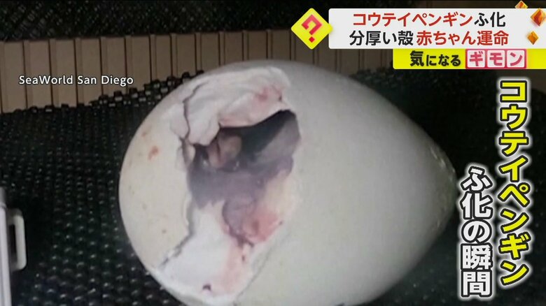 コウテイペンギンのふ化の瞬間