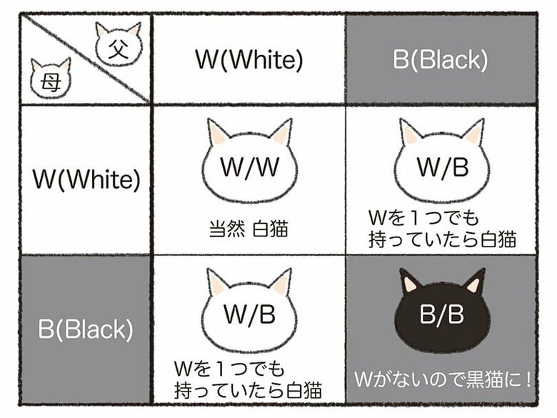 白猫の両親から黒猫も！（イラスト：杉崎アチャ）