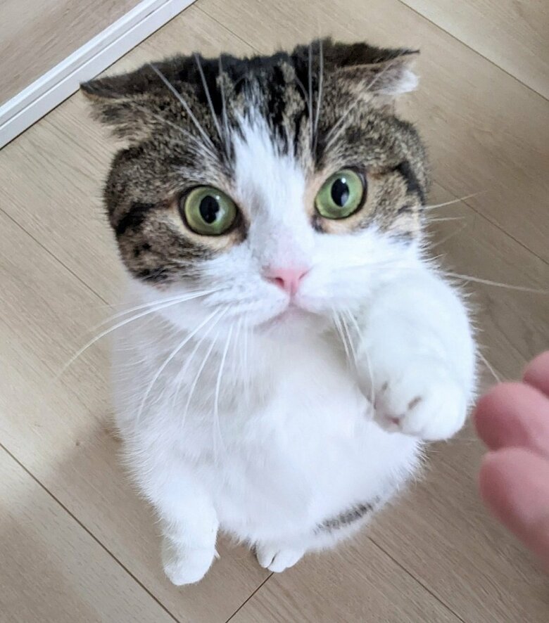 手を伸ばす鉄朗くん