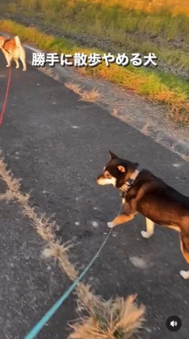 提供：柴犬むさしとこじろうさん