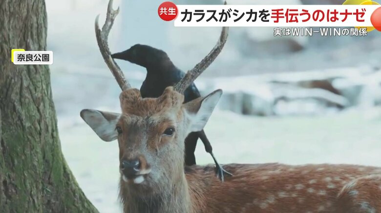 シカの背でツノをついばむカラス（撮影: @igufoto）