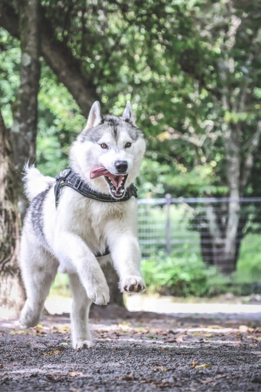 提供：スカイさん