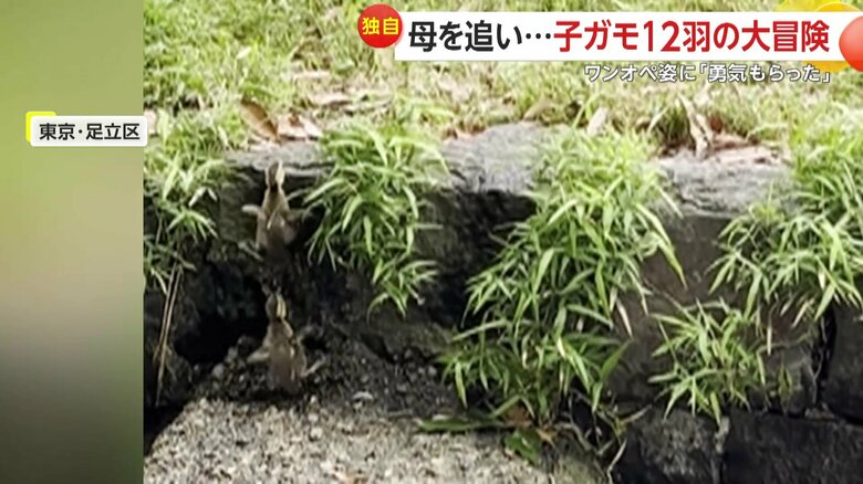 自分より何倍も高い壁を必死にジャンプする子ガモたち
