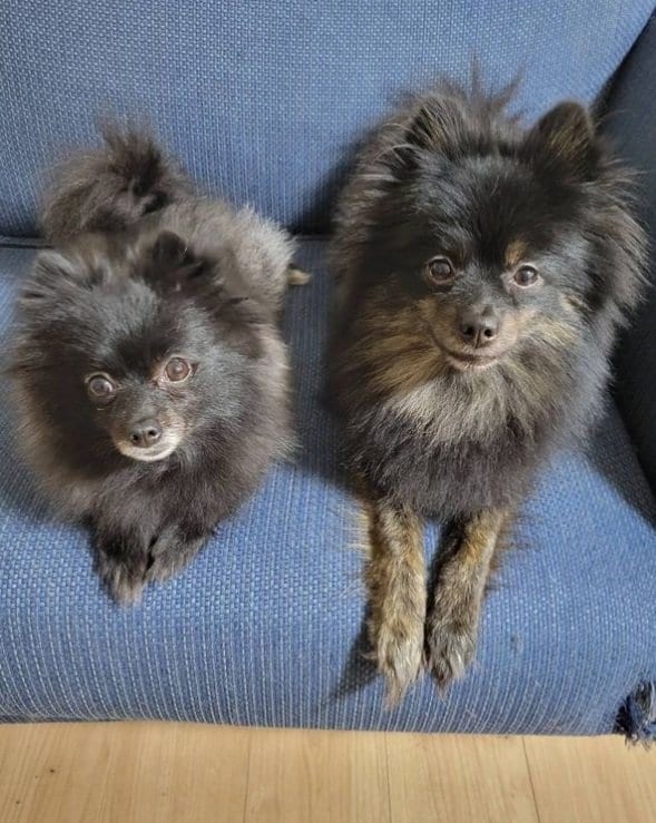 先住犬の2匹。左が「くまこ」ちゃんで右が「くろみ」ちゃん