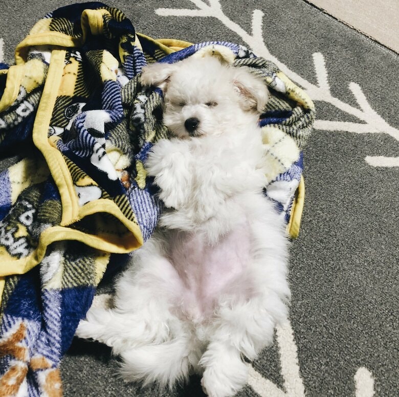 子犬時代のへそ天