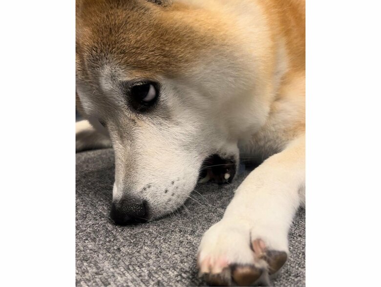 上目遣いで飼い主の話を聞いている（提供：柴犬 sasuke_紗助さん）