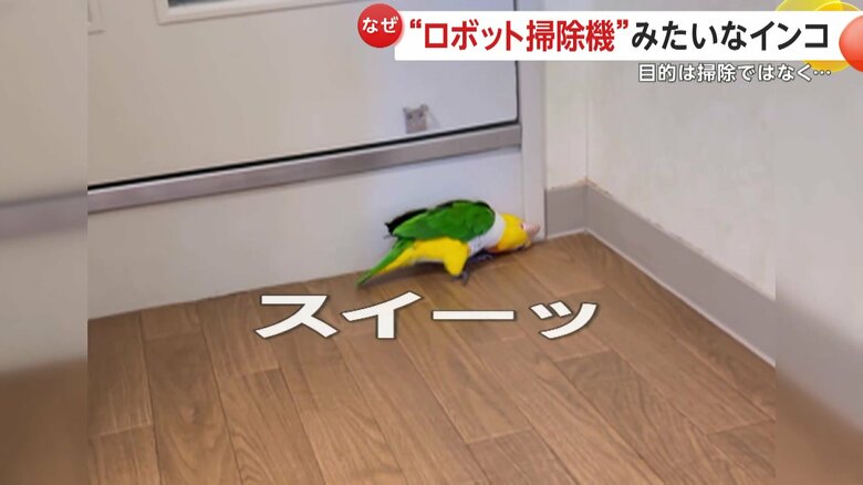 頭を床にすりつけているレオちゃん（映像提供：毎日レオちゃん(@all_leo_leo)）