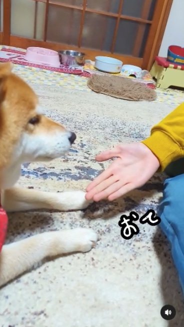 提供：柴犬スティーブch【コーギーと猫を添えて】さん