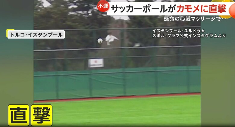 サッカーの試合中、ボールが空を飛んでいたカモメに直撃する瞬間（2月、トルコ・イスタンブール）④
