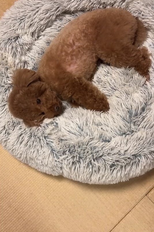 提供：Leo トイプードルさん