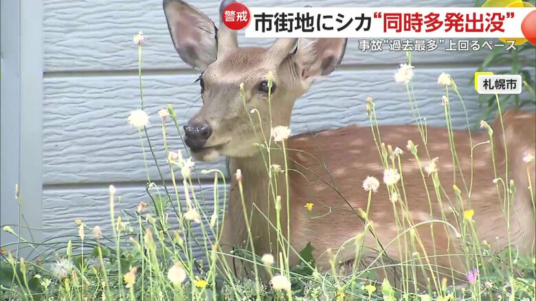 小学校の校門付近などで目撃情報が相次いでいるシカ（2日、北海道・札幌市）