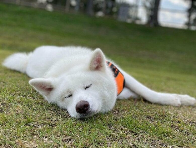 スヤスヤと気持ちよさそう
