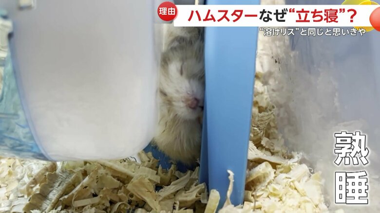 熟睡中のハムスター（提供：草津熱帯圏）