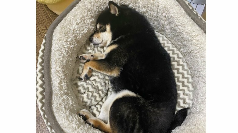 寝ているときもかわいいという